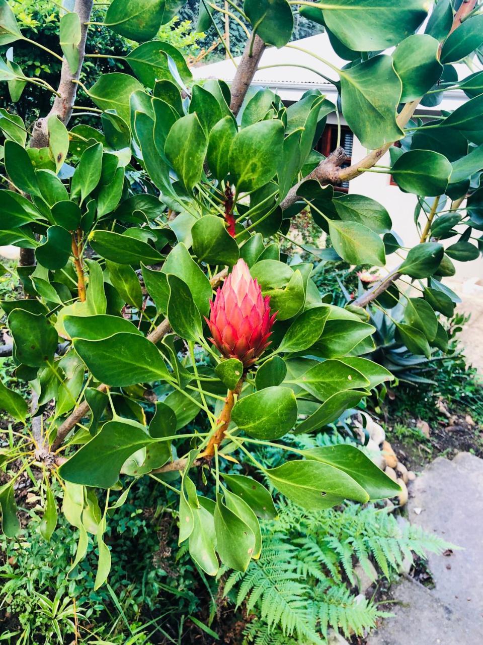 Вілла 11 Protea Книсна Екстер'єр фото